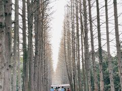 -上海滨江森林公园