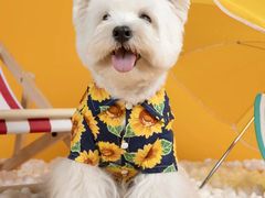 -萌宠之家·腊肠犬·马尔泰·小体犬舍