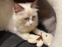 -喵喵咪呀布偶猫咖(春熙路店)