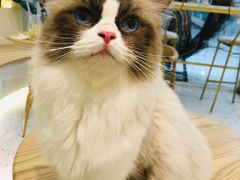 -猫域·湾主题猫咖·宠物吧(南坪城市广场店)