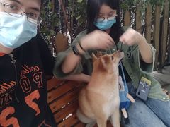 -柴犬高等学院·狗咖·柴犬售卖·宠物训练