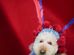 -读宠于你·约克夏比熊·睫角守宫·爬宠售卖(高新店)