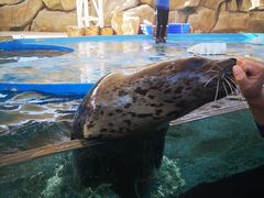 -芜湖新华联大白鲸海洋公园