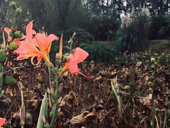 -桤木河湿地公园