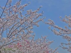 -南汇桃花村