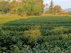 -龙坞茶村