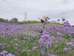 -紫颐香薰山谷景区