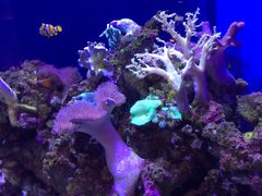 -迪拜水族馆及水下动物园