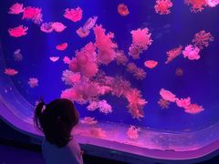 -芜湖新华联大白鲸海洋公园