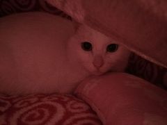 -瑞派动物医院·绝育·犬猫全科·预防医学(光景江南中店)