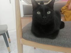 -喵园·猫主题咖啡厅·撸猫·猫咖(国贸店)