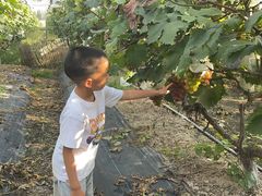 -马陆小张葡萄园农家乐