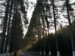 -黄海国家森林公园