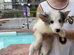 -帕帕拉兹宠物(亚洲旗舰店)