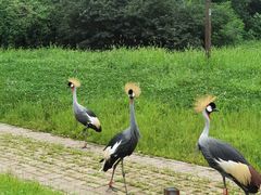 -沈阳森林动物园