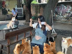 -柴犬高等学院·狗咖·柴犬售卖·宠物训练