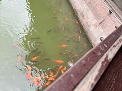 -绍兴镜湖国家城市湿地公园