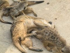 -昆明动物园