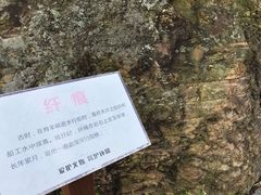-羚羊峡古栈道森林公园