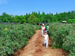 -金谷域澳洲庄园