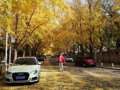 -三里屯东五街银杏大道