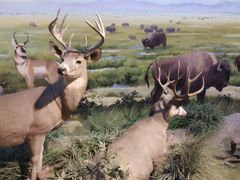 -陕西自然博物馆