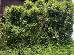 -卢米埃影城(苏州园区华润杜比全景声激光店)