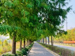 -上海长兴岛郊野公园