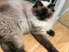 -Pets First伊珊娜洗护·精致美容·家庭式寄养(新会路店)