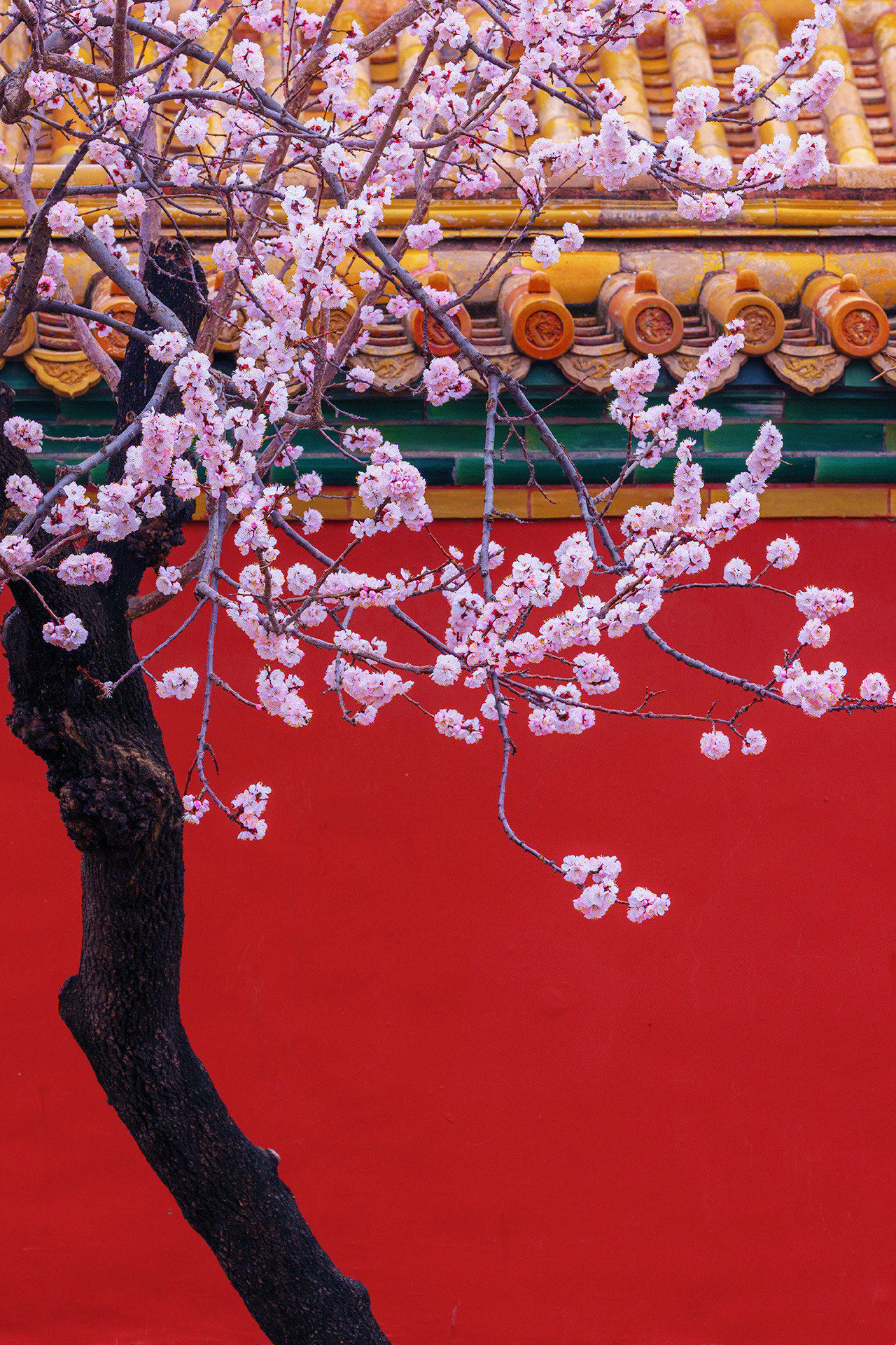 摄影技巧|如何拍出美爆