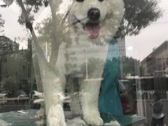 可爱的萨摩耶-北京观赏动物医院·24小时大型综合·猫专科·异宠专科