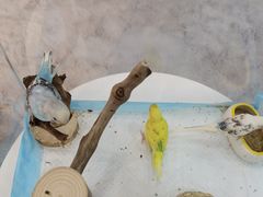 -喵宠乐园·撸猫互动·猫舍