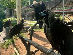 -西霞口神雕山野生动物世界