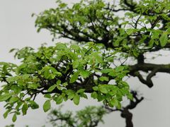 -杭州植物园