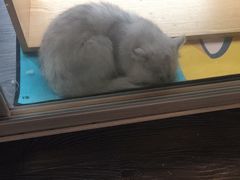 -吉丁鸟咖·异宠·寄养