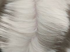 -Pets First伊珊娜洗护·精致美容·家庭式寄养(新会路店)