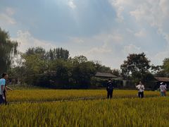 -溱湖国家湿地公园