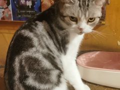 -猫猫幼稚园·撸猫·桌游·电玩