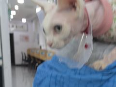 -瑞派长江宠物医院·猫科·外科·24小时夜护(谊城公寓分院)