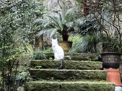 -嘉龙茶庄
