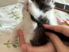 -瑞派福兴宠物医院犬猫全科·骨科·中西医结合(河东店)