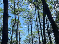 -火炉山森林公园
