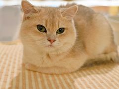 -COLOR PETS 撸猫馆·购猫·猫咖(长风大悦城店)