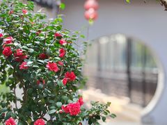 -苏州严家花园