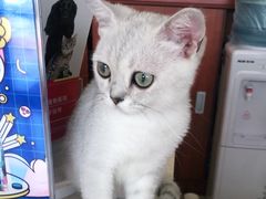 -艾贝尔宠物医院·狂犬免疫点(江山金象城店)
