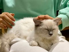 -藏猫猫咖啡主题馆(中央大道店)