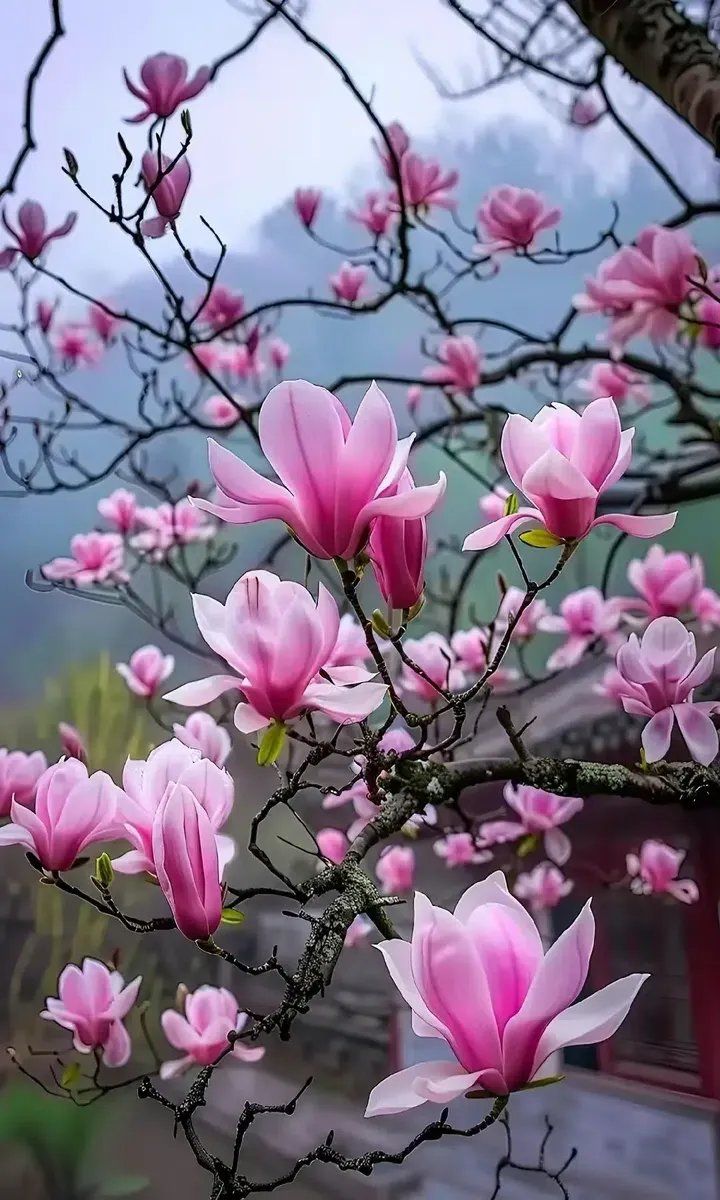 望春玉兰花正艳