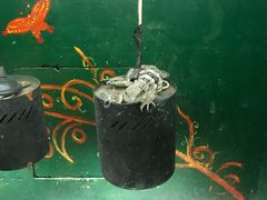 -上海大自然野生昆虫馆(东方明珠·爬宠昆虫探索中心)