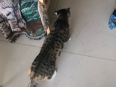 -平行世界·猫咖(首经贸店)