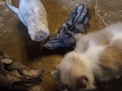 -猫猫幼稚园·撸猫·桌游·电玩